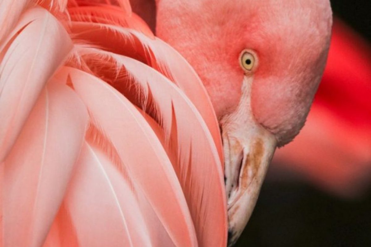 A close up shot of a flamingo peering out behind its feathers looking directly at the camera